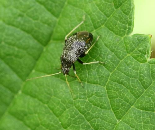 Criocoris crassicornis